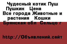 Чудесный котик Пуш-Пушкин › Цена ­ 1 200 - Все города Животные и растения » Кошки   . Брянская обл.,Сельцо г.